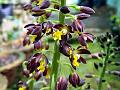 Dwarf Calanthe